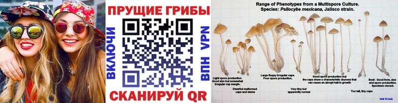 даркнет сайт Ишимбай MEGA сайт маркетплейс Telegram Галлюциногенные грибы GOLDEN TEACHER